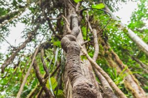 Close-up of a growing tree.