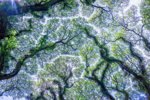 Looking up toward an interconnected canopy of tree branches.
