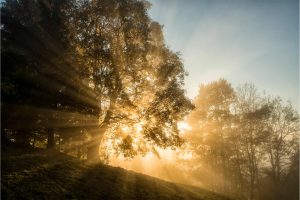 Sun shining through a tree's branches.