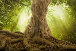 Silhouette of a tree trunk glowing green in the sunshine.