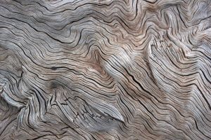 Close-up of a tree's swirling bark pattern.
