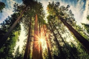 Large tall redwood trees with sunshine glowing through the forest.