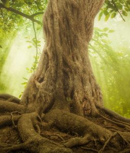 Closeup of a tree trunk.