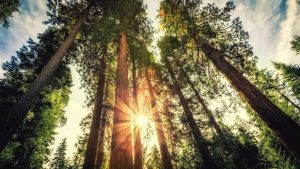 A redwood forest at sunset.