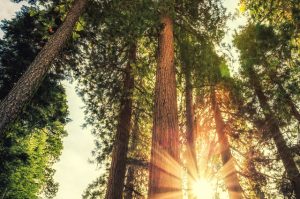 A redwood forest at sunset.
