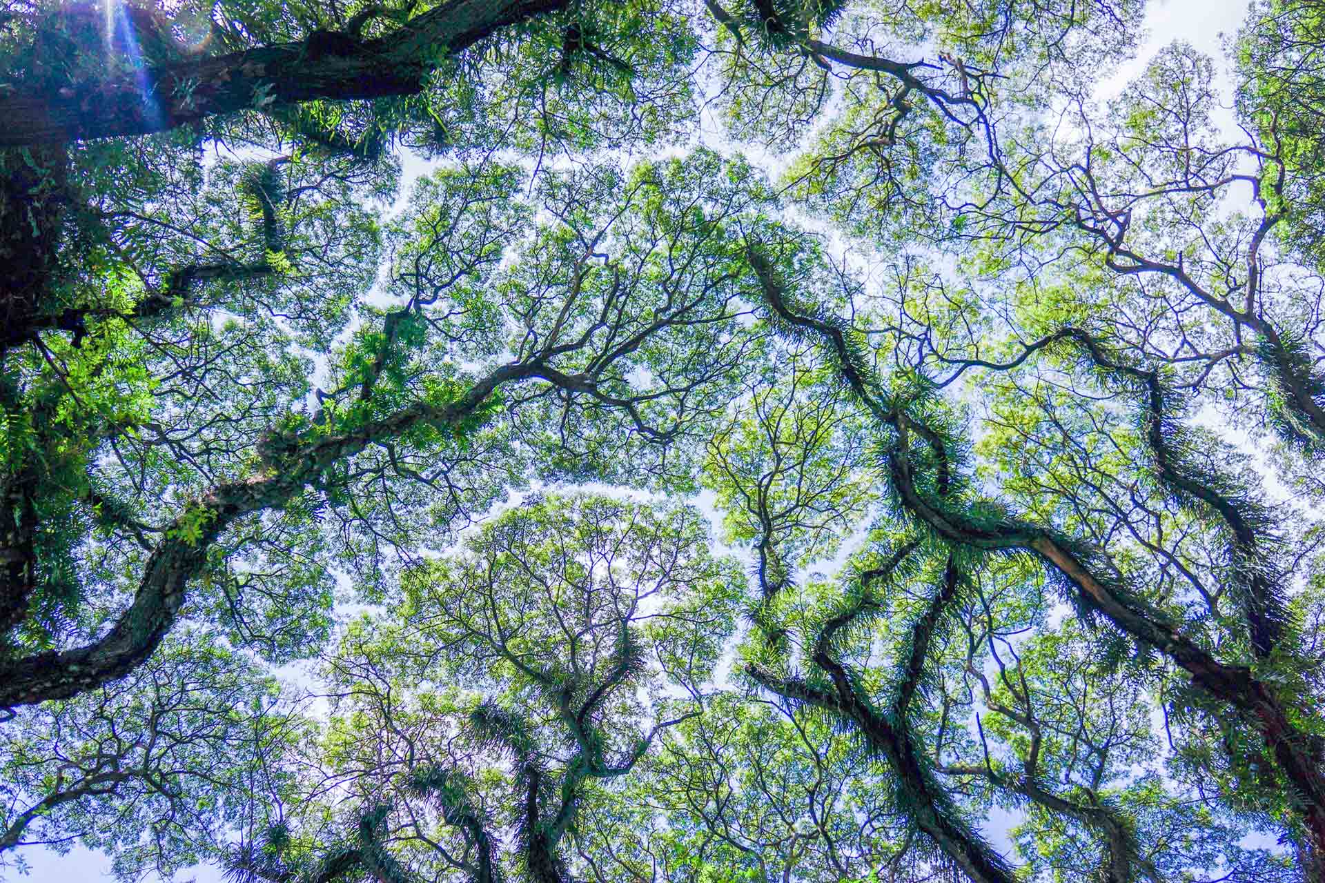 Mindfulness Therapy | Christie Leonard, LCSW | Peaceful Roots Counseling | Mindfulness Therapy and Meditation Groups | Tampa Bay, FL